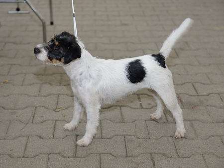 Audrey_Hepburn_vom_Mahdenwald